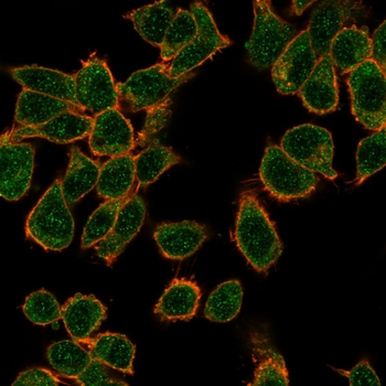 GTF2H2C, GTF2H2C_2 Antibody