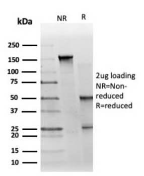 GTF2H2C, GTF2H2C_2 Antibody