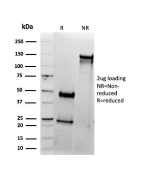 CD33 Antibody