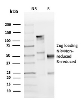 CCND1 Antibody