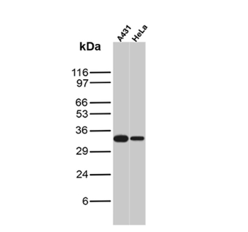 CCND1 Antibody