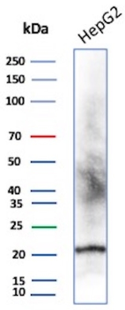 CDKN1A Antibody
