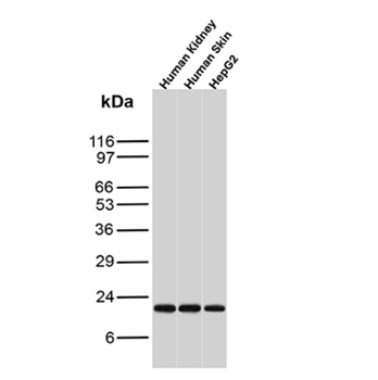 CDKN1A Antibody