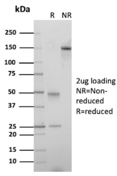 SYP Antibody