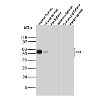 CD4 Antibody