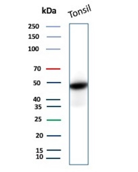 CD4 Antibody