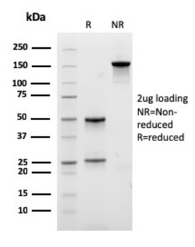 EPX Antibody
