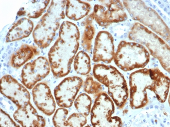 AMH Antibody