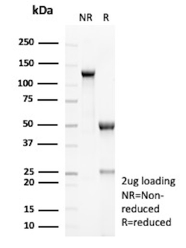 AMH Antibody