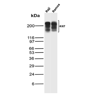 MKI67 Antibody
