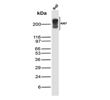 MKI67 Antibody