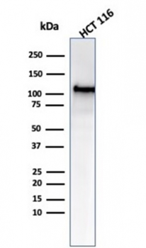 MSH2 Antibody