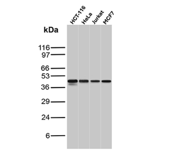 CCNE1 Antibody