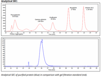 HLA-A, HLA-B, HLA-C Antibody