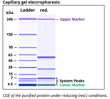 HLA-A, HLA-B, HLA-C Antibody