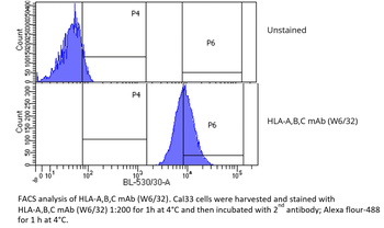 HLA-A, HLA-B, HLA-C Antibody