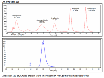 HLA-A, HLA-B, HLA-C Antibody