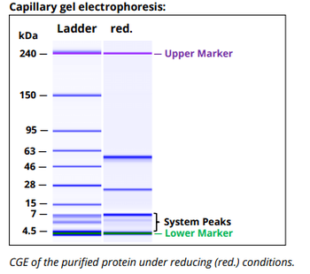 HLA-A, HLA-B, HLA-C Antibody