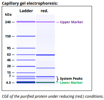 HLA DP/DQ/DR mAb (IVA12), InVivoPure
