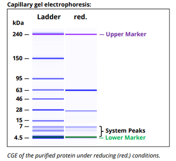 CD4 mAb (GK 1.5), InVivoPure+