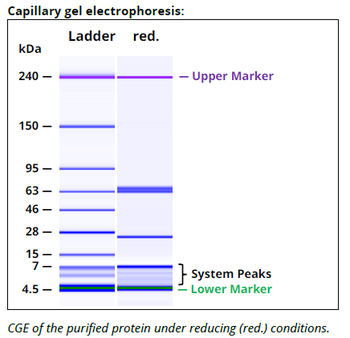CTLA-4 Antibody