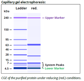 CTLA-4 Antibody