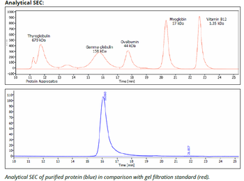 PD-L1 Antibody