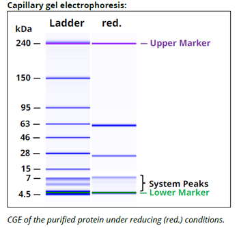 PD-L1 Antibody