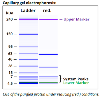 PD-L1 Antibody