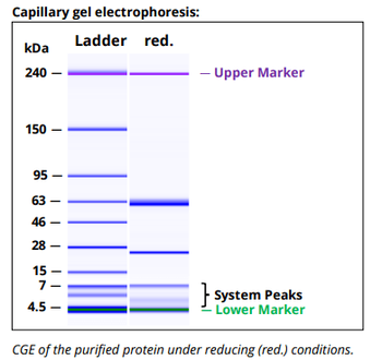 Mouse IgG2b k Isotype Control,  Antibody