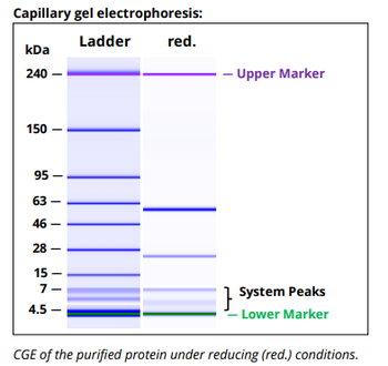 Mouse IgG2A k Isotype Control,  Antibody