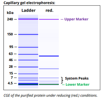 Mouse IgG2A k Isotype Control, Antibody