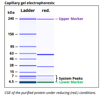 Mouse IgG1ĸ Isotype Control,  Antibody