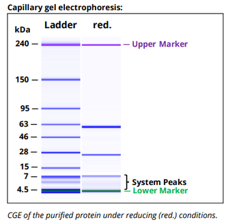 Mouse IgG1ĸ Isotype Control,  Antibody
