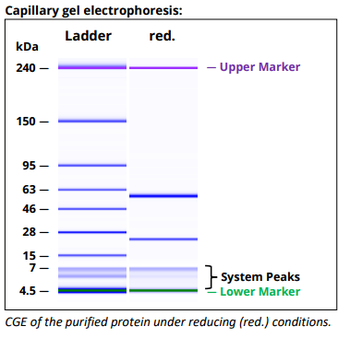 Stabilin-1 Antibody