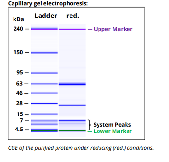 Mouse IgG2b k Isotype Control (MPC-11),  Antibody