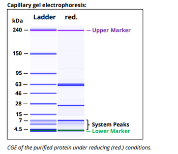 Mouse IgG2b k Isotype Control (MPC-11), Antibody