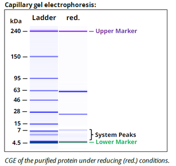 Rat IgG2b Isotype control Antibody