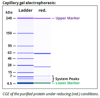 Rat IgG2b Isotype control Antibody