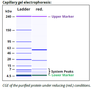 Rat IgG2a Isotype control Antibody