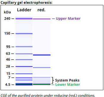 CD47 mAb (B6H12.2), InVivoPure+