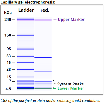 CD71 mAb (B3-25), InvivoPure+