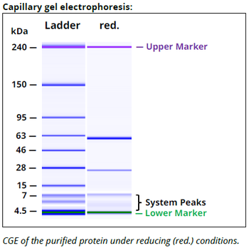 TGF-β mAb (1D11.16.8)
