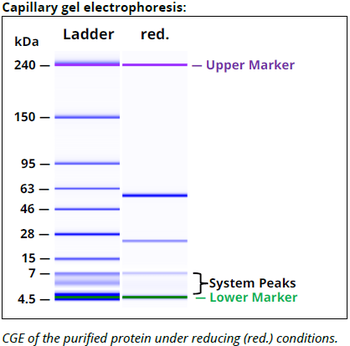 HLA-DQ mAb (SPV-L3), InVivoPure+