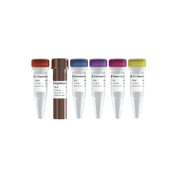 Vazyme - TUNEL BrightRed Apoptosis Detection Kit