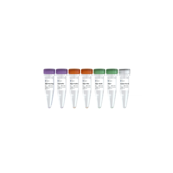Vazyme - Ribo-clean rRNA Depletion Kit Mega (Bacteria)