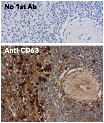 CD63 Antibody
