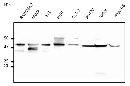 CD63 Antibody