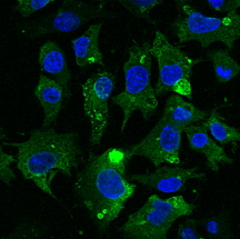 CD63 Antibody