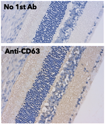 CD63 Antibody